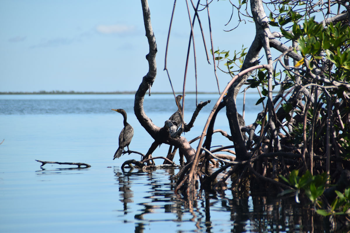 photo of cormorants standing in mangroves