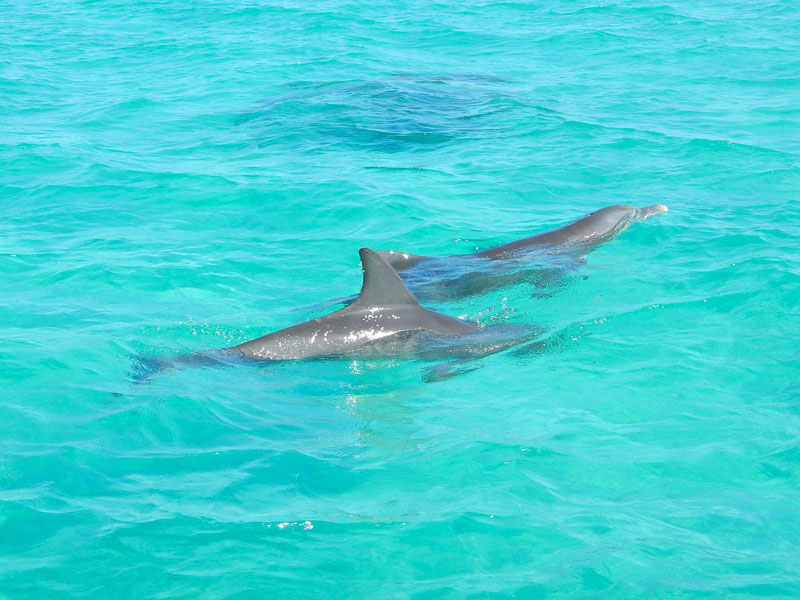 a photo of dolphins in turquoise waters