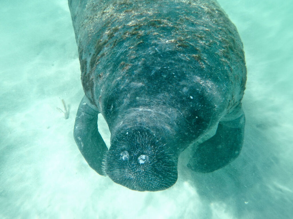photo of a manatee just below the waters surface