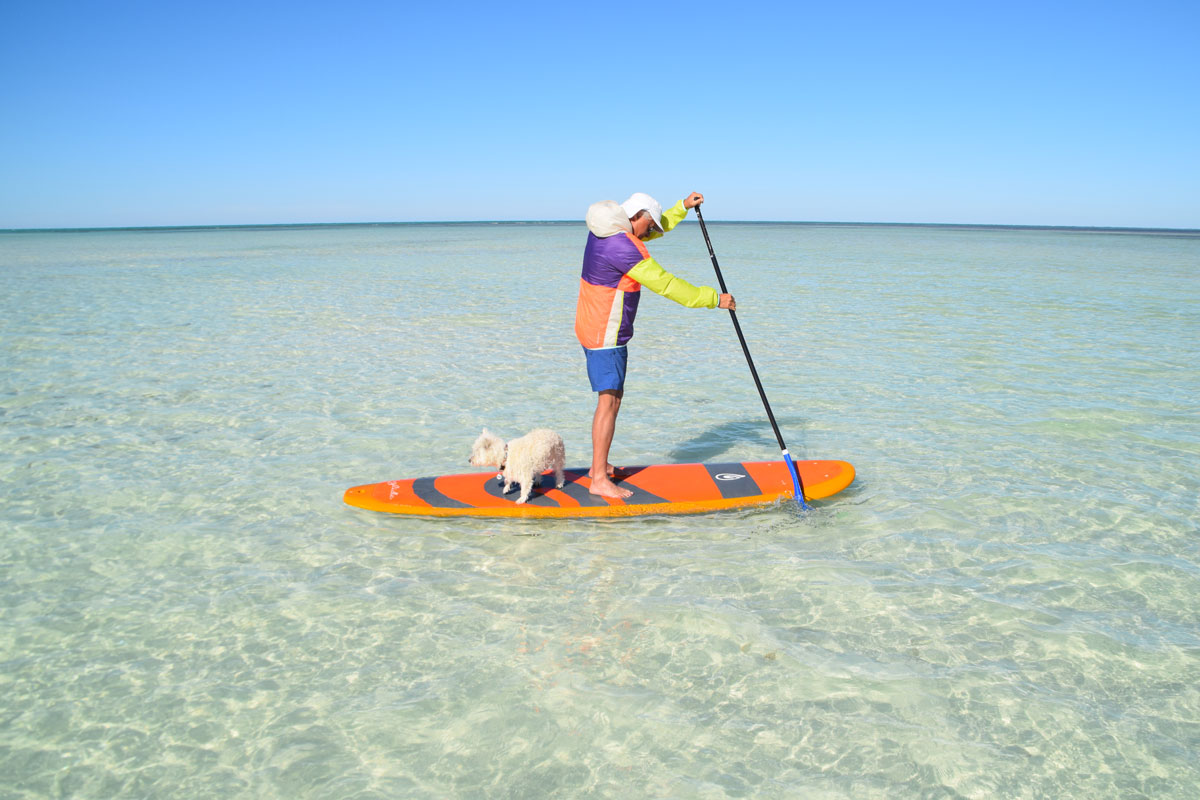 photo of a man paddle boarding with his small white dog