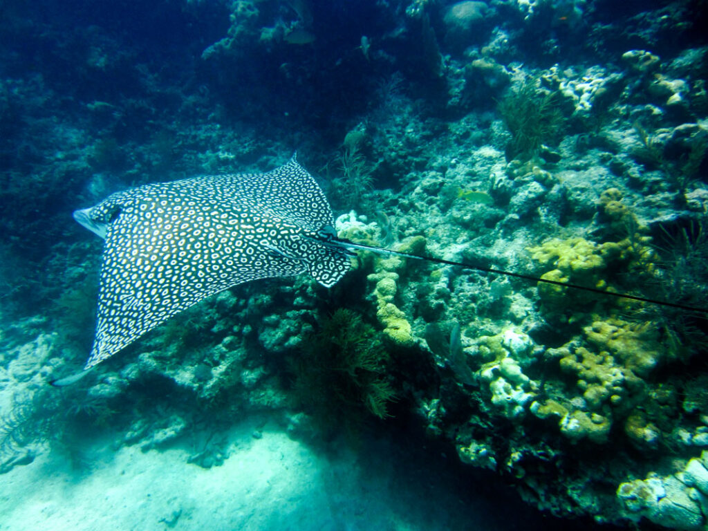 photo of a spotted eagle ray swimming passed coral