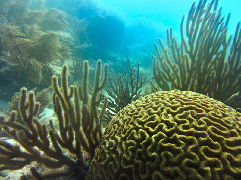 a photo of some brain coral and sea fans under the ocean