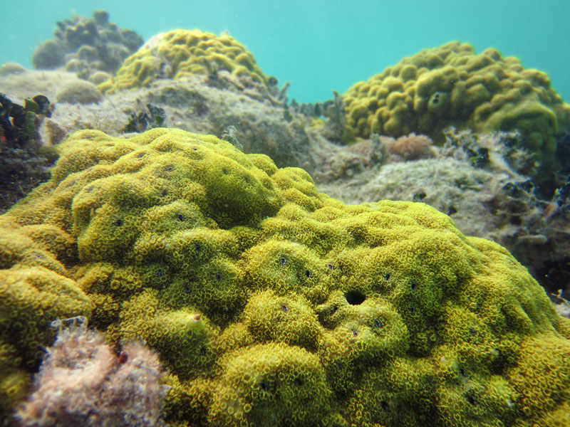 a photo of porites under the ocean