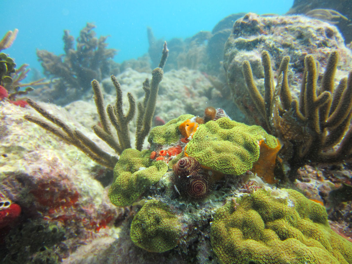 an underwater photo of cornucopia on a reef